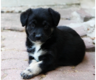 A Vendre Chiot Border Collie X Berger Allemand