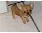 Chihuahua femelle miniature en vente