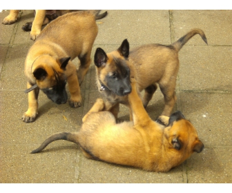 Chiot malinois à vendre Chiot malinois à vendre