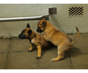 Chiot Malinois à Vendre