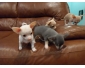 Bébés Chihuahua à vendre 
