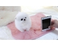 Don chiot pomeranien teacup contre bons soins