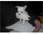 Petit Chiot type Chihuahua à donner à Wanze