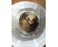 Furet mâle à donner en urgence