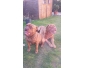 Dogue Bordeaux chiots à vendre