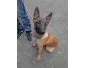 Berger Malinois de 3 mois à vendre