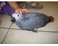 Perroquet gris du gabon apprivoisé