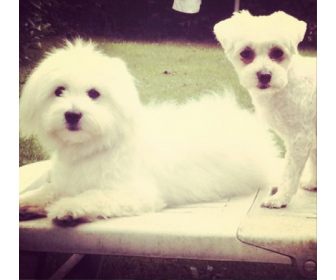 Bichon maltais nains à vendre Bichon maltais nains à vendre