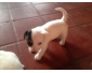 Chiot jack Russel à vendre