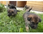 Chiots Bergers Allemands à vendre