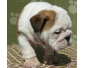 Chiot Bulldog Anglais à vendre