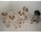 chiot setter anglais 