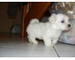 Chiot type bichon maltais femelle à donner à Bruxelles