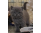 Chaton type british shorthair à donner  à Bruxelles