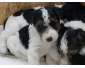 Chiots Fox Terrier poil dur à vendre