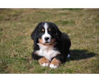 Adoption Chiots Bouvier Bernois A Liege