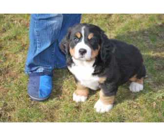Adoption Chiots Bouvier Bernois A Liege