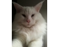 Magnifique maine coon blanc en vente