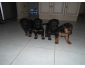 Chiot rottweiler et beauceron en vente