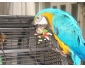 Magnifique perroquet ara bleu et jaune EAM à donner