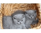 Chaton type british shorthair à donner