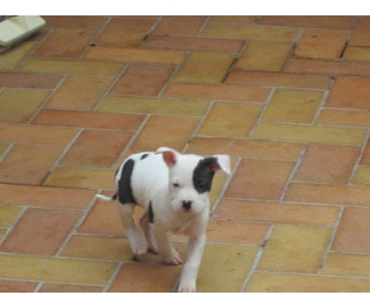 Chiot Americain staff � vendre 3