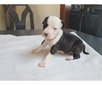 Chiot Americain staff � vendre 1
