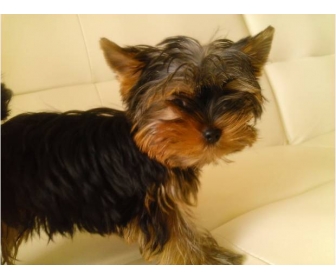 Adorable Chiot Yorkshire Femelle à Donner