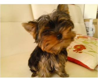 Adorable Chiot Yorkshire Femelle à Donner