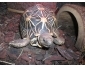 Mâle élegans (tortue étoilée) reproducteur à vendre