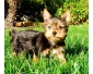 Don chiot Yorkshire Terrier vaccinés