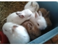 jeunes lapins nains à vendre 