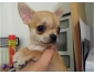 A donner magnifique Chiot de type chihuahua