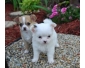 Adoption de mes chiots chihuahua blancs