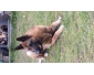 chien de garde croise malinois berger allemand 