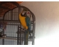 Perroquet ara bleu avec sa cage en vente