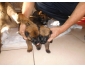 Chiots Berger Malinois et cane carso à vendre