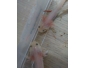 Axolotls à vendre en Belgique