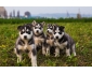 Chiots Husky Sibérien