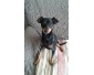 PINSCHER à vendre