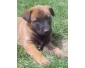 Chiot berger malinois m