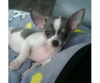 Chiot Chihuahua à Vendre à Namur