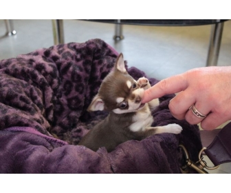 Chiot chihuahua � donner 1