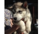 Chiot malamute en vente 