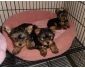 Chiots yorkshire terrier non lof à vendre