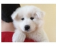 2 chiots samoyedes à vendre