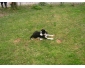 chiot border collie à Binche