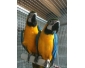 Couple de perroquets ara ararauna EAM