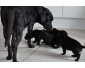 Chiots Labrador Retriever noir