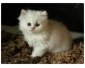 Chaton persan chinchilla non lof a donner
